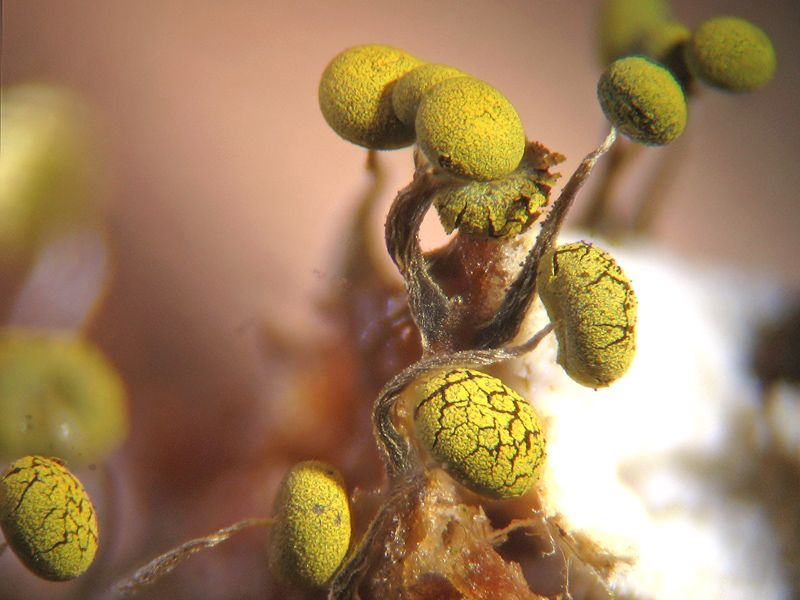 Physarum viride